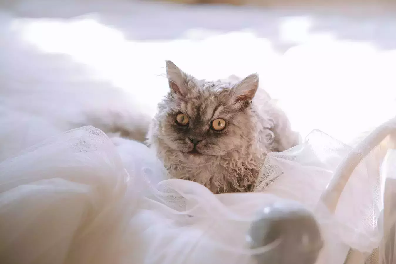 No.088 – 猫娘女仆 [68P] 美女写真素材-丽图社